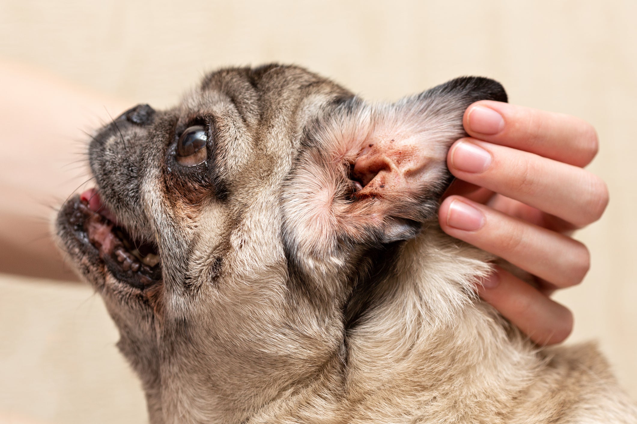 Otite canina ou sarna otodécica Aprenda a diferenciar as infecções que afetam o ouvido de cachorro